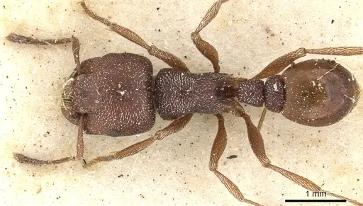 Tetramorium setuliferum specimen CASENT0901177 image casent0901177_2