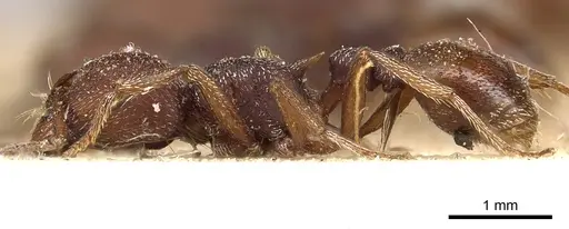 Tetramorium setuliferum specimen CASENT0901177 image casent0901177_3