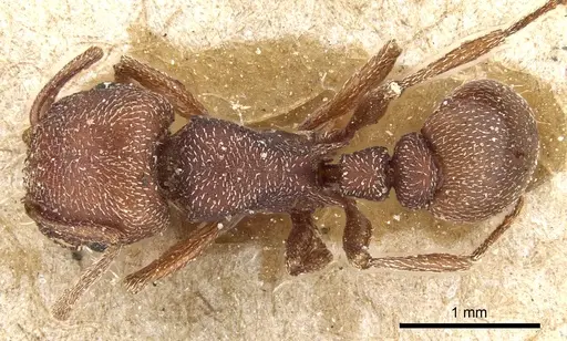 Tetramorium setuliferum specimen CASENT0904839 image casent0904839_1