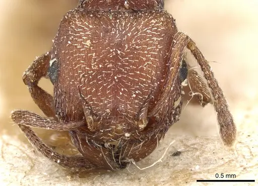 Tetramorium setuliferum specimen CASENT0904839 image casent0904839_2
