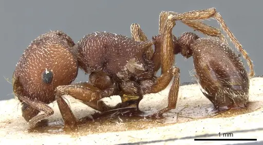 Tetramorium setuliferum specimen CASENT0904839 image casent0904839_3