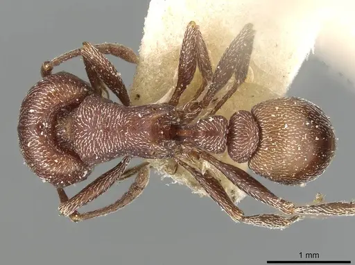 Tetramorium setuliferum specimen CASENT0915077 image casent0915077_1