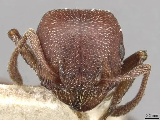 Tetramorium setuliferum specimen CASENT0915077 image casent0915077_2