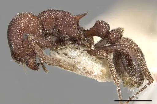 Tetramorium setuliferum specimen CASENT0915077 image casent0915077_3