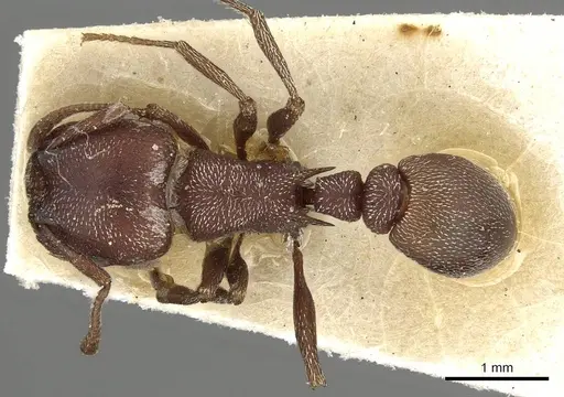 Tetramorium setuliferum specimen CASENT0915425 image casent0915425_1