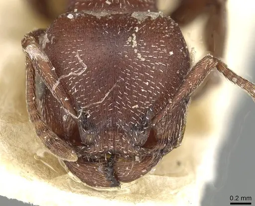 Tetramorium setuliferum specimen CASENT0915425 image casent0915425_2