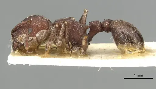 Tetramorium setuliferum specimen CASENT0915425 image casent0915425_3