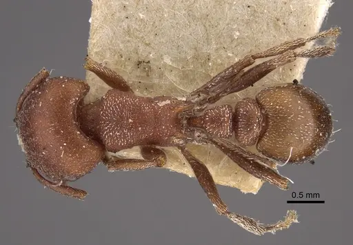 Tetramorium setuliferum specimen CASENT0917836 image casent0917836_1