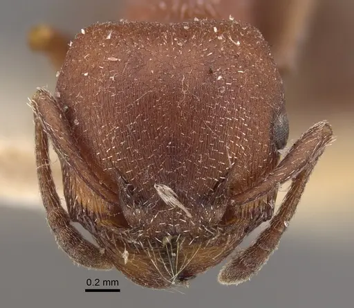 Tetramorium setuliferum specimen CASENT0917836 image casent0917836_2