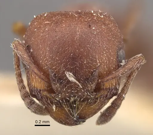 Tetramorium setuliferum specimen CASENT0917836 image casent0917836_3