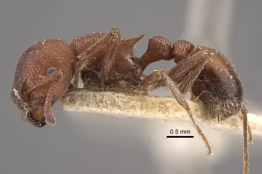 Tetramorium setuliferum specimen CASENT0917836 image casent0917836_4