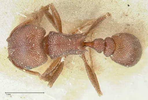 Tetramorium setuliferum specimen FOCOL2086 image focol2086_1