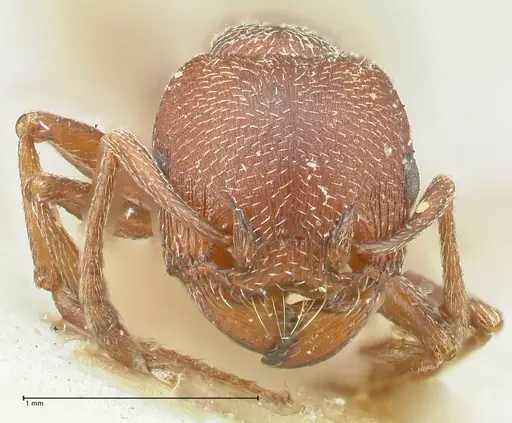Tetramorium setuliferum specimen FOCOL2086 image focol2086_2