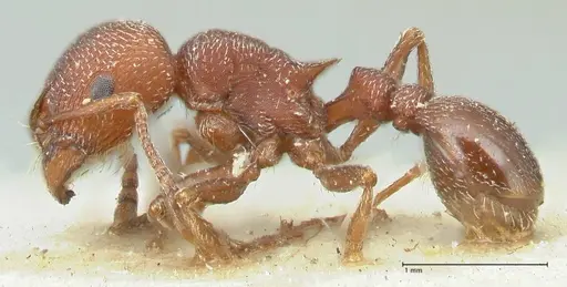 Tetramorium setuliferum specimen FOCOL2086 image focol2086_3