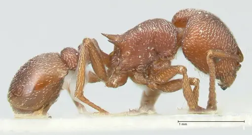 Tetramorium setuliferum specimen FOCOL2086 image focol2086_4