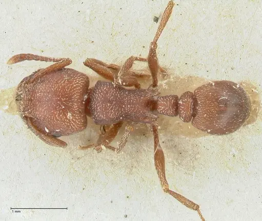 Tetramorium setuliferum specimen FOCOL2087 image focol2087_1