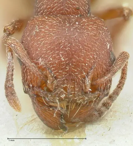 Tetramorium setuliferum specimen FOCOL2087 image focol2087_2