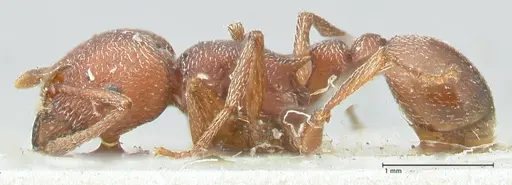 Tetramorium setuliferum specimen FOCOL2087 image focol2087_3