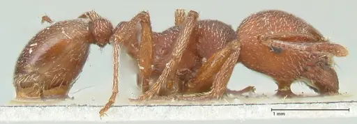 Tetramorium setuliferum specimen FOCOL2087 image focol2087_4