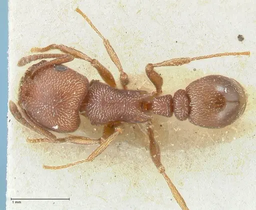 Tetramorium setuliferum specimen FOCOL2088 image focol2088_1