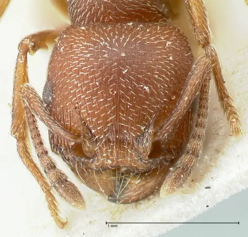 Tetramorium setuliferum specimen FOCOL2088 image focol2088_2