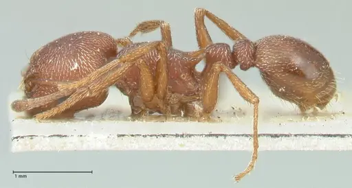 Tetramorium setuliferum specimen FOCOL2088 image focol2088_3