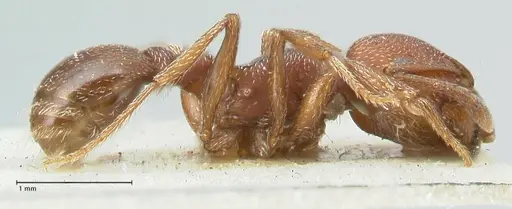 Tetramorium setuliferum specimen FOCOL2088 image focol2088_4