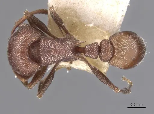 Tetramorium setuliferum specimen RMCAENT000017786 image rmcaent000017786_1