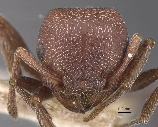 Tetramorium setuliferum specimen RMCAENT000017786 image rmcaent000017786_2