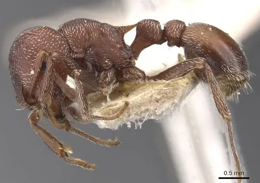 Tetramorium setuliferum specimen RMCAENT000017786 image rmcaent000017786_3