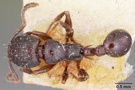 Tetramorium severini specimen CASENT0101693 image casent0101693_1