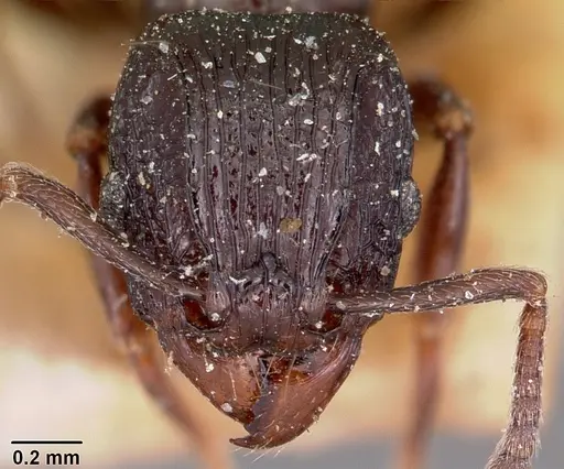 Tetramorium severini specimen CASENT0101693 image casent0101693_2