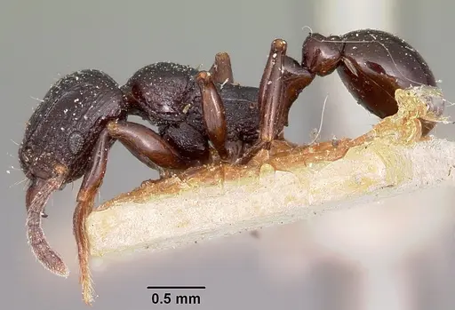 Tetramorium severini specimen CASENT0101693 image casent0101693_3