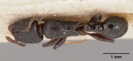 Tetramorium severini specimen CASENT0102078 image casent0102078_1