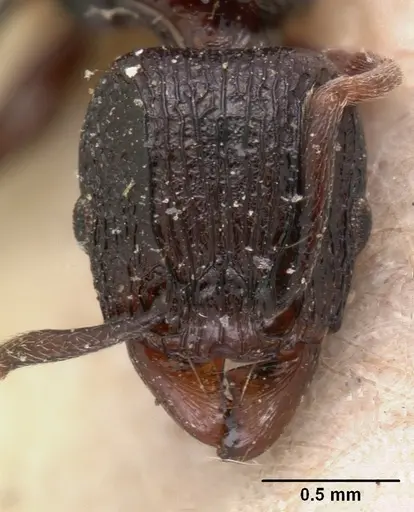 Tetramorium severini specimen CASENT0102078 image casent0102078_2