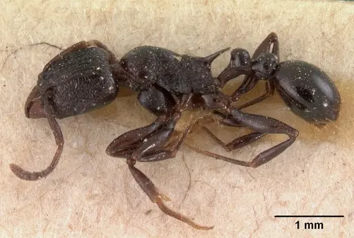 Tetramorium severini specimen CASENT0102078 image casent0102078_3
