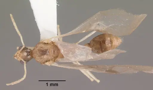 Tetramorium severini specimen CASENT0102396 image casent0102396_1