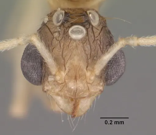Tetramorium severini specimen CASENT0102396 image casent0102396_2