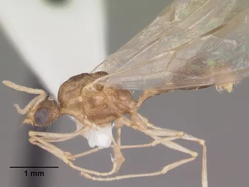 Tetramorium severini specimen CASENT0102396 image casent0102396_3