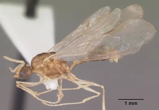 Tetramorium severini specimen CASENT0102396 image casent0102396_4
