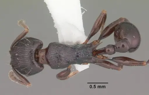 Tetramorium severini specimen CASENT0102397 image casent0102397_1