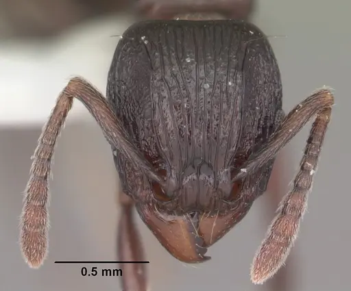 Tetramorium severini specimen CASENT0102397 image casent0102397_2