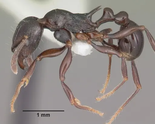 Tetramorium severini specimen CASENT0102397 image casent0102397_3