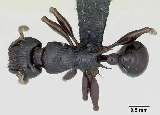 Tetramorium severini specimen CASENT0494149 image casent0494149_1