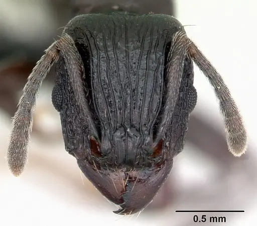 Tetramorium severini specimen CASENT0494149 image casent0494149_2