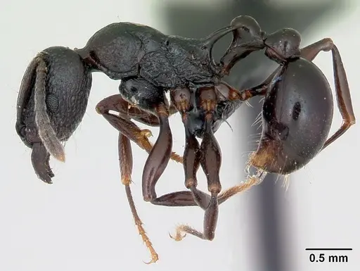 Tetramorium severini specimen CASENT0494149 image casent0494149_3