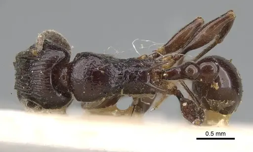 Tetramorium severini specimen CASENT0914091 image casent0914091_1
