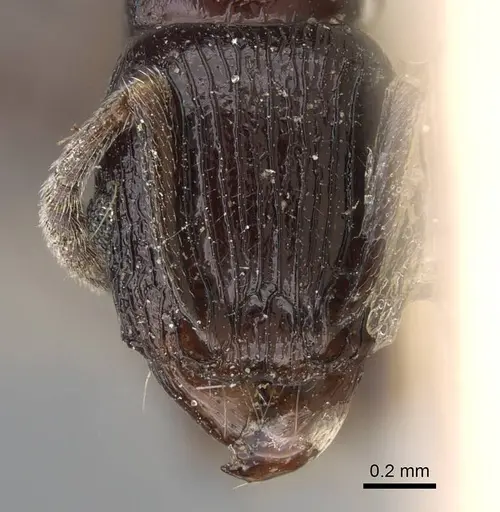 Tetramorium severini specimen CASENT0914091 image casent0914091_2