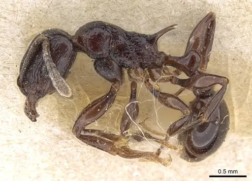 Tetramorium severini specimen CASENT0914091 image casent0914091_3