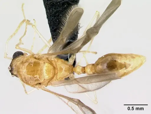 Tetramorium shamshir specimen CASENT0109526 image casent0109526_1